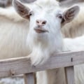Goat Keeping for Homesteaders and Animal Husbandry Enthusiasts