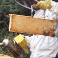 Beekeeping Tips for Homesteaders