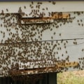 Bee Products Recipes - Homesteading and Animal Husbandry