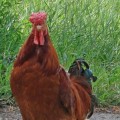 Raising Chickens: The Essential Guide to Animal Husbandry