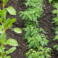 Organic Gardening: An Introduction