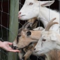 Goat Recipes: A Homesteading & Animal Husbandry Guide