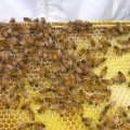 Beekeeping Websites: A Look at the Best Resources for Homesteaders and Animal Husbandry