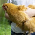 Chicken Keeping: A Comprehensive Overview