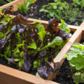 Square Foot Gardening - A Comprehensive Look
