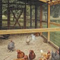 Everything You Need to Know About Chicken Coop Supplies