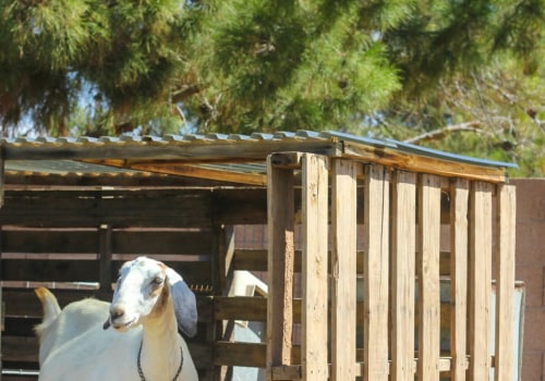 Goat Shelter Projects - Everything You Need to Know