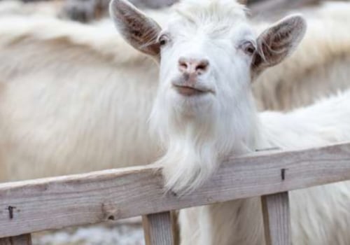 Goat Keeping for Homesteaders and Animal Husbandry Enthusiasts