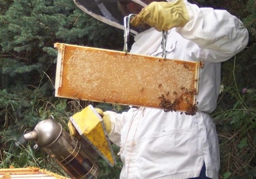 Beekeeping Tips for Homesteaders