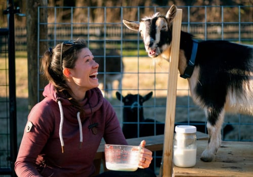 Goat Care Tips for Homesteaders and Animal Husbandry