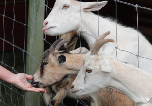 Goat Recipes: A Homesteading & Animal Husbandry Guide