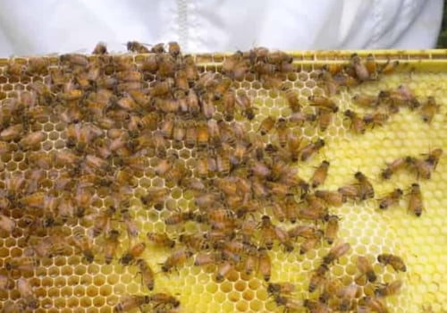 Beekeeping Websites: A Look at the Best Resources for Homesteaders and Animal Husbandry