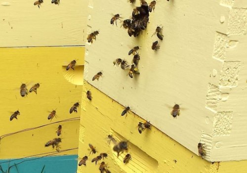 Beekeeping Supplies - A Comprehensive Overview