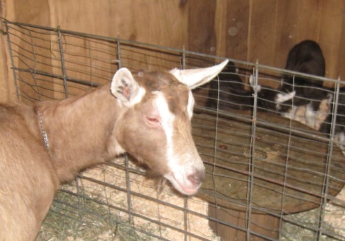 Goat Feed and Supplies: A Comprehensive Overview